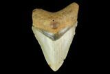 Fossil Megalodon Tooth - North Carolina #131573-1